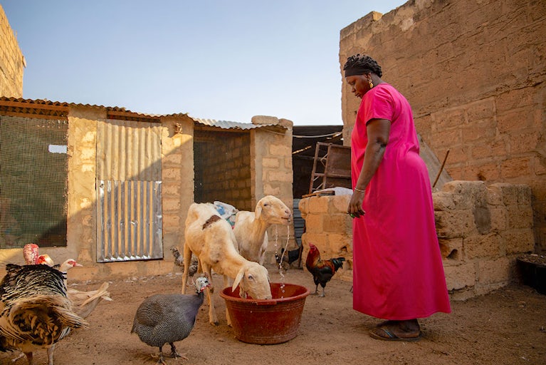 A woman wearing a pink dress stands over a small herd of sheep drinking water from a bucket.