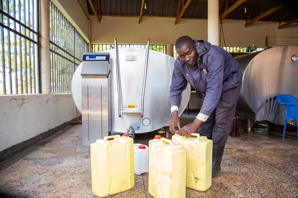 A worker in dark overalls handles yellow jerry cans in front of a stainless steel milk cooler.