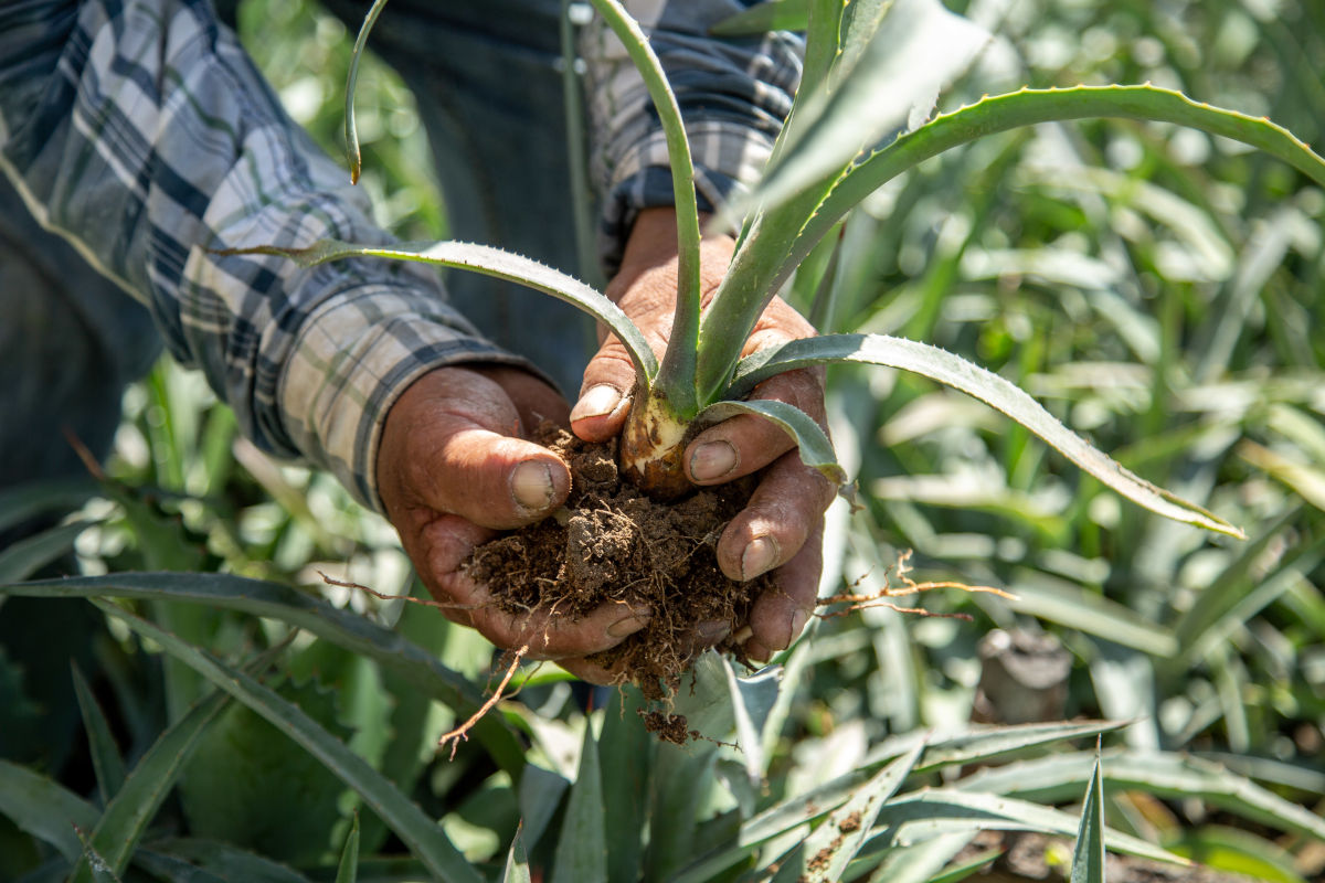 A picture of a man holding a young sapling of agave plant.