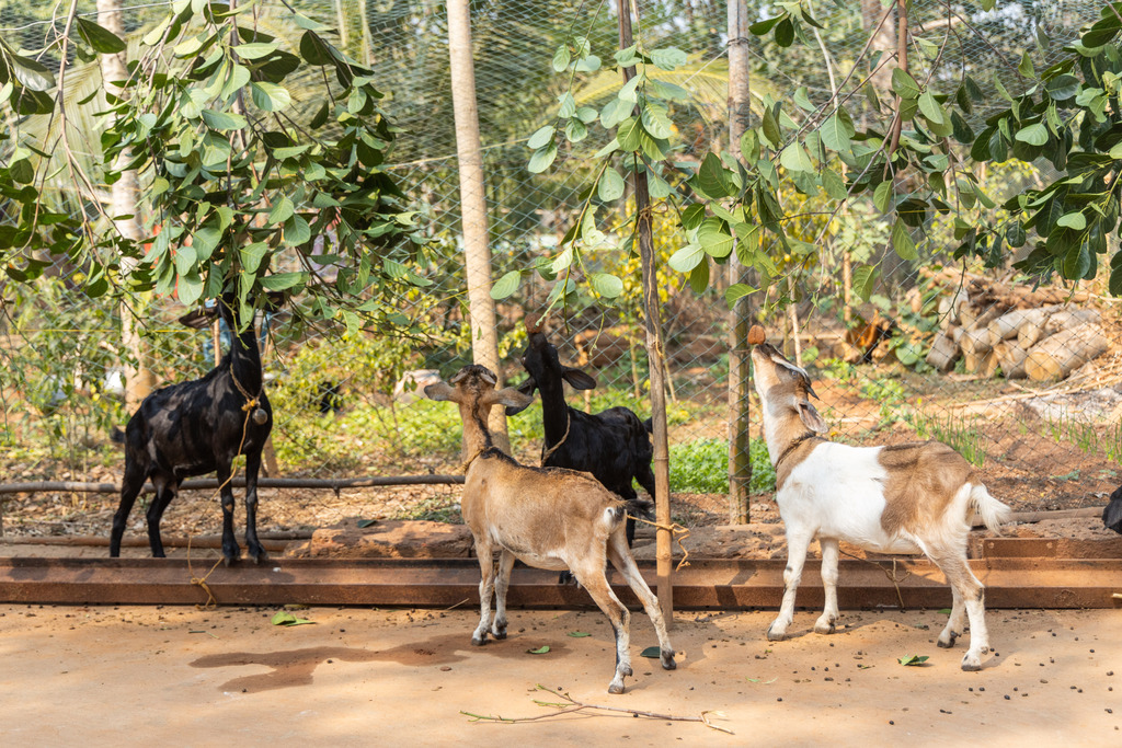 Goats eat hanging fodder at a farm in Odisha, India.