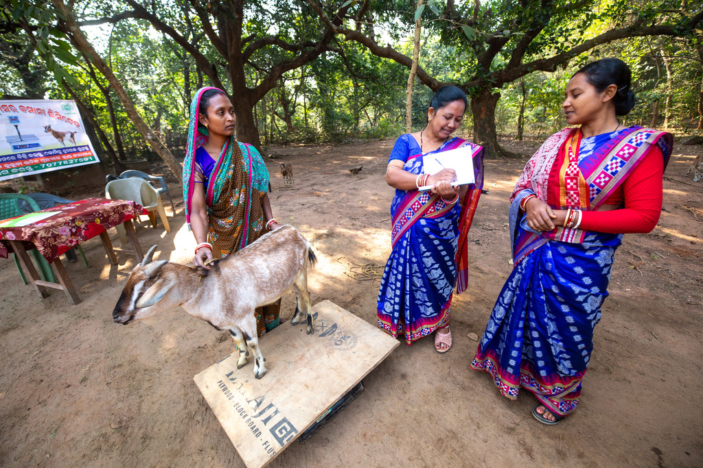 Women weigh a goat at a rural market in Odisha, India.