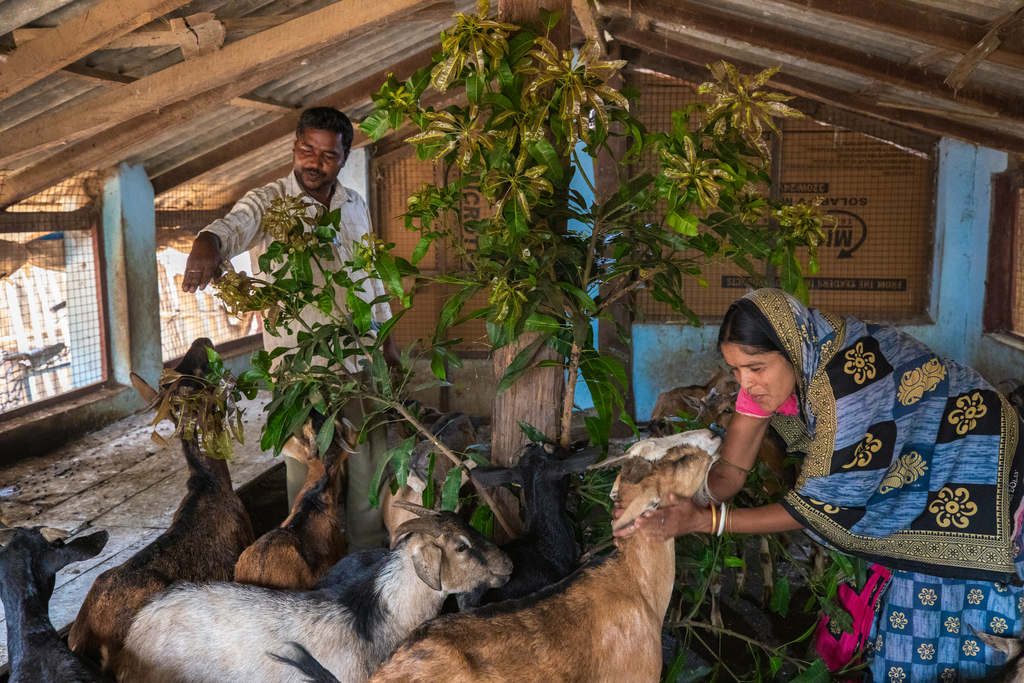Babilata Das and her husband, Sanjay, care for their goats.