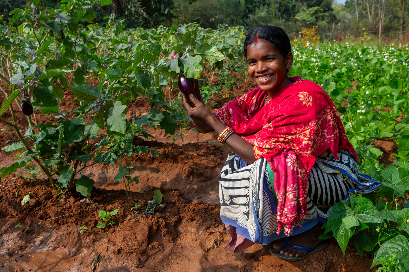 A woman holds an eggplant in a vegetable field.