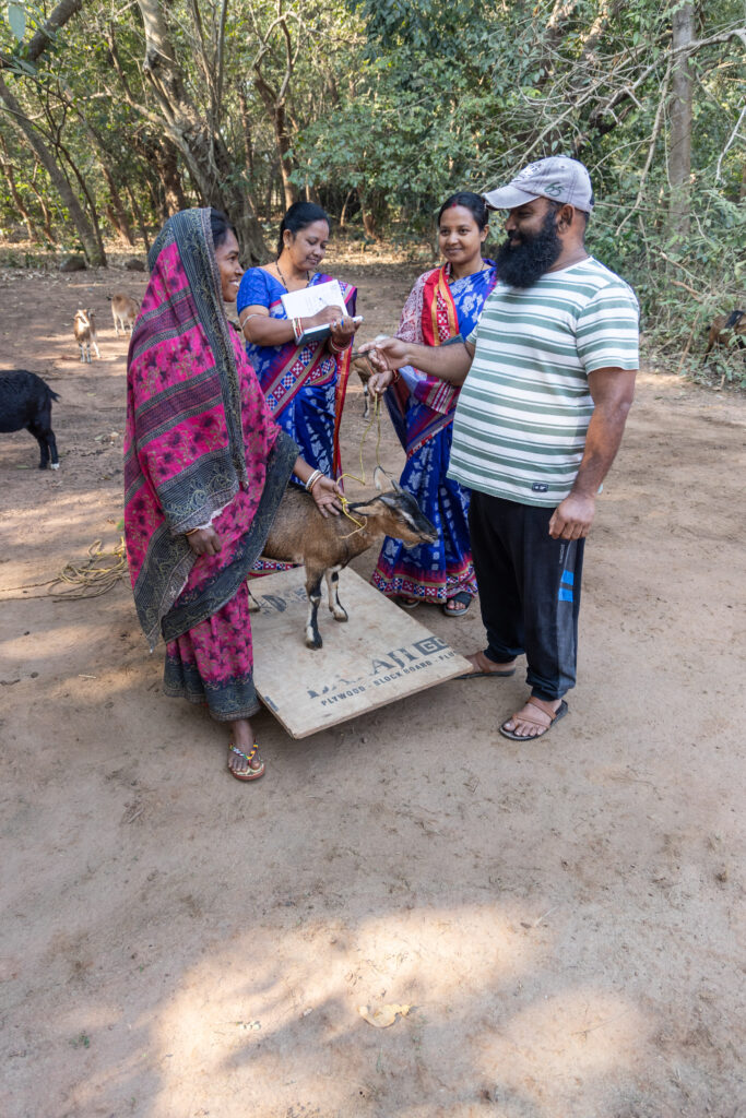 A group of farmers stand together as a goat is weighed and prepared for sale.