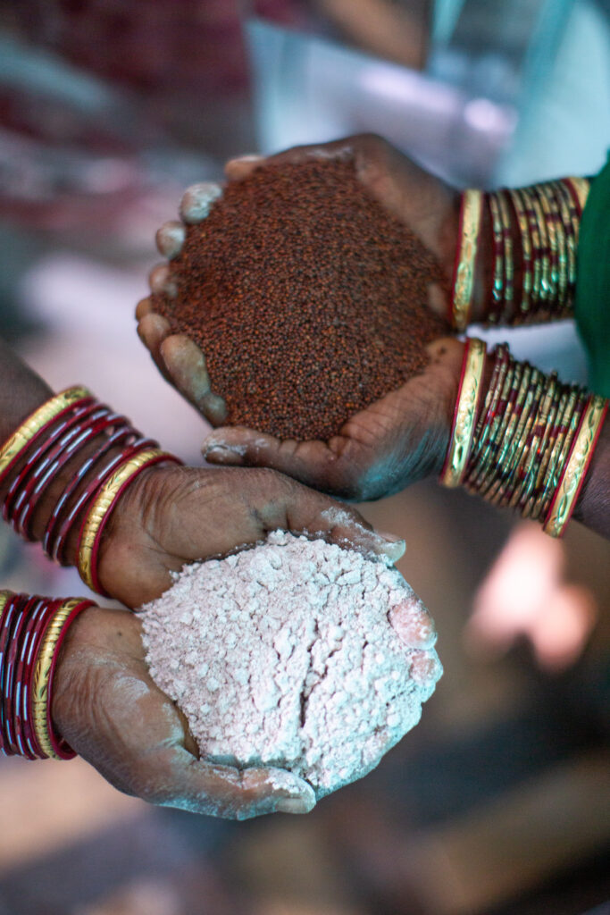 Hands hold millet grain and millet flour.