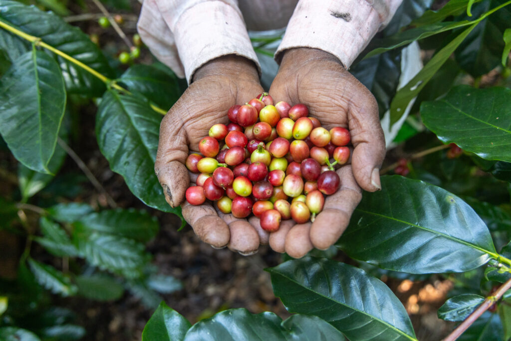 Close-up of hands holding freshly harvested red and yellow coffee cherries.