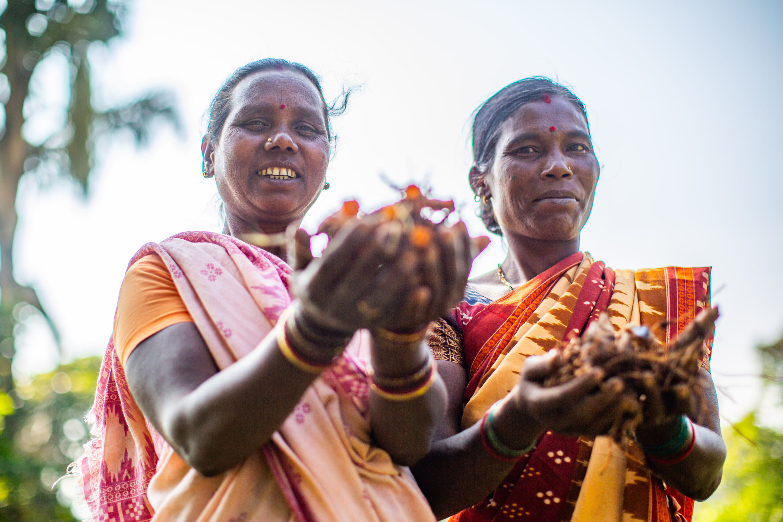 Damyanti Pangi (right) and Sumitra Pangi (left) pose together in a field while holding black turmeric roots.
