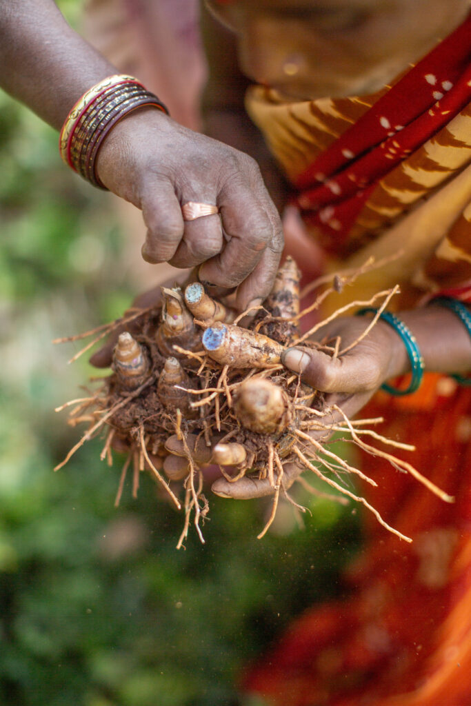 Hands holding freshly harvested turmeric roots.