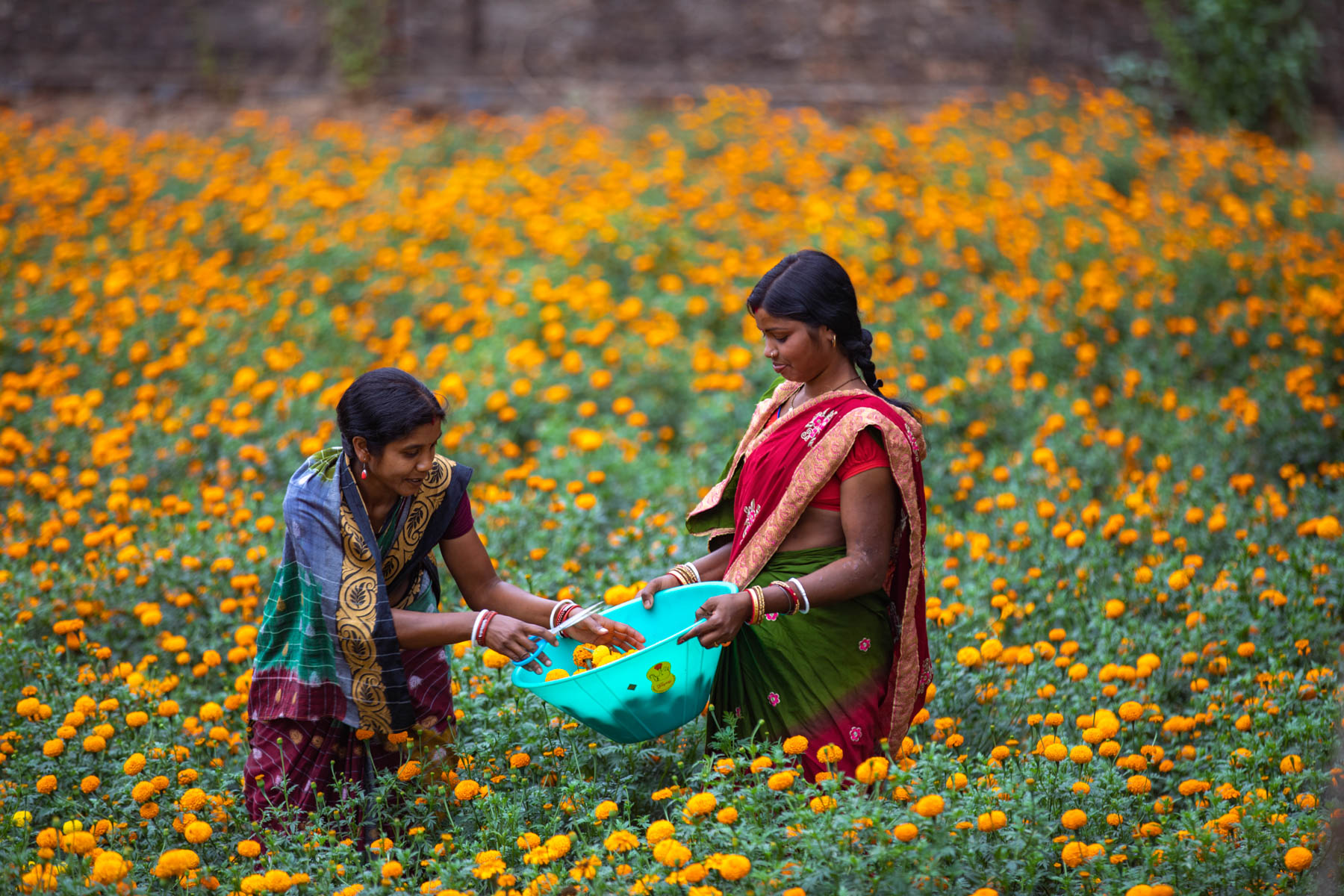 Chanchala Mohanta and Rukmini Mohanta collect marigold flowers from their garden.