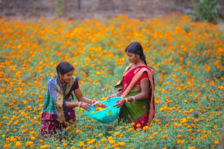 Chanchala Mohanta and Rukmini Mohanta collect marigold flowers from their garden.