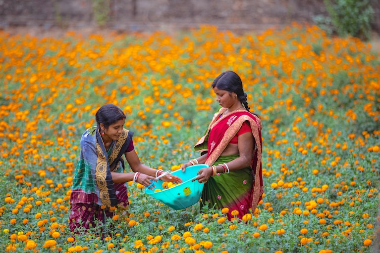 Chanchala Mohanta and Rukmini Mohanta collect marigold flowers from their garden.