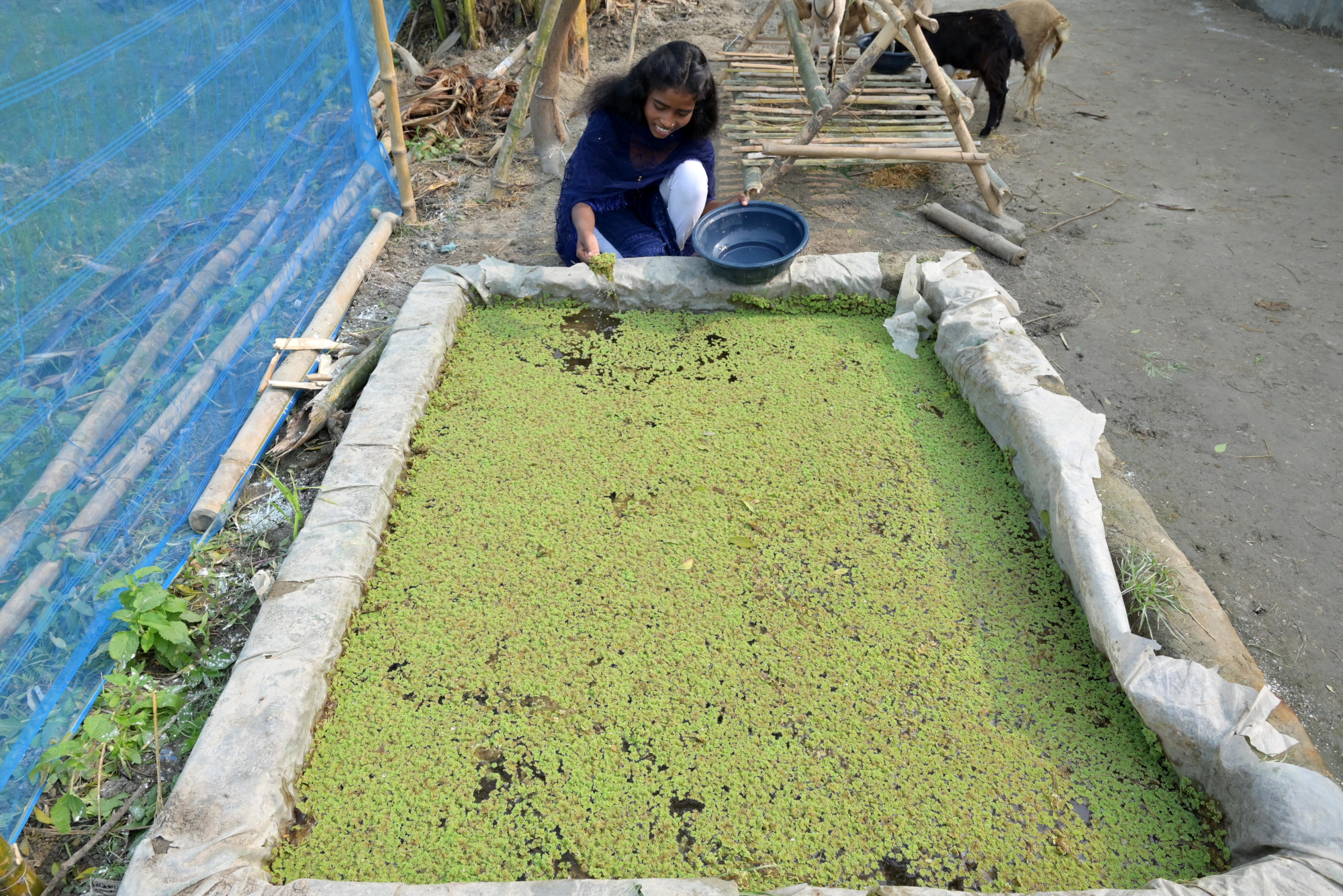 A woman picking up azolla to prepare feed for her goats.