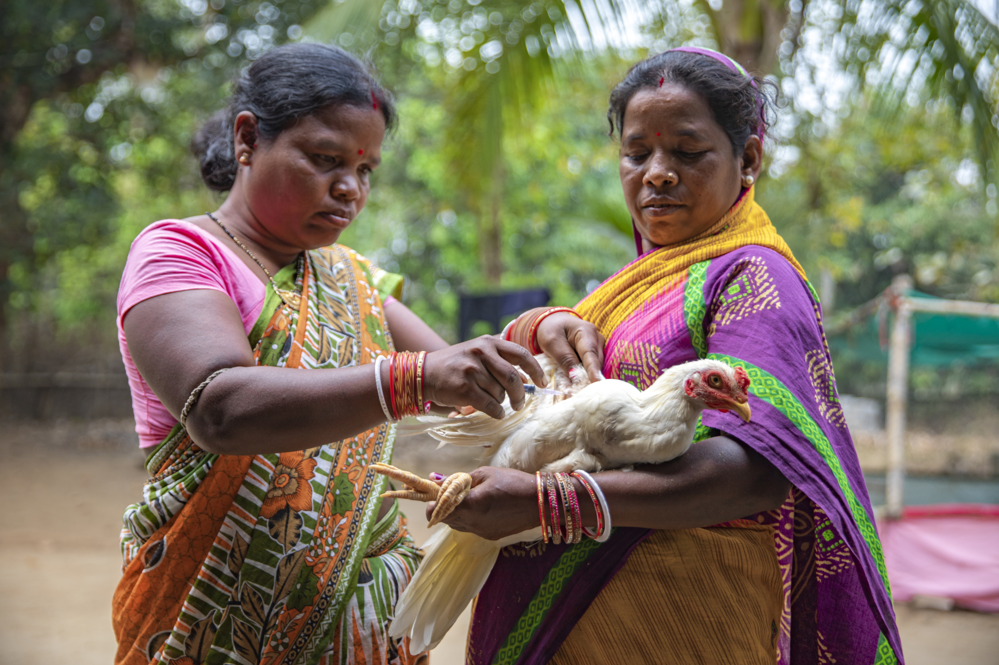 A woman vaccinating a poultry birds held by another woman. 