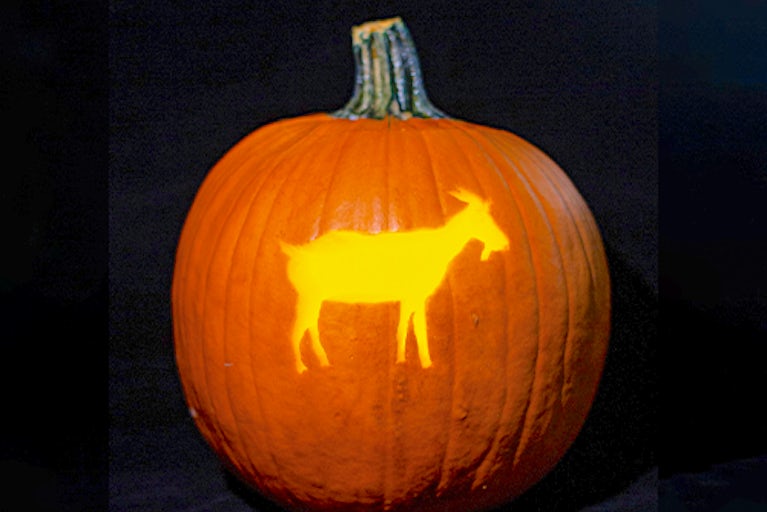 pumpkin carved like a goat.