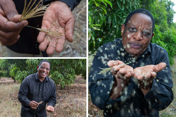 Joseph showing the seeds from boma rhodes grass.