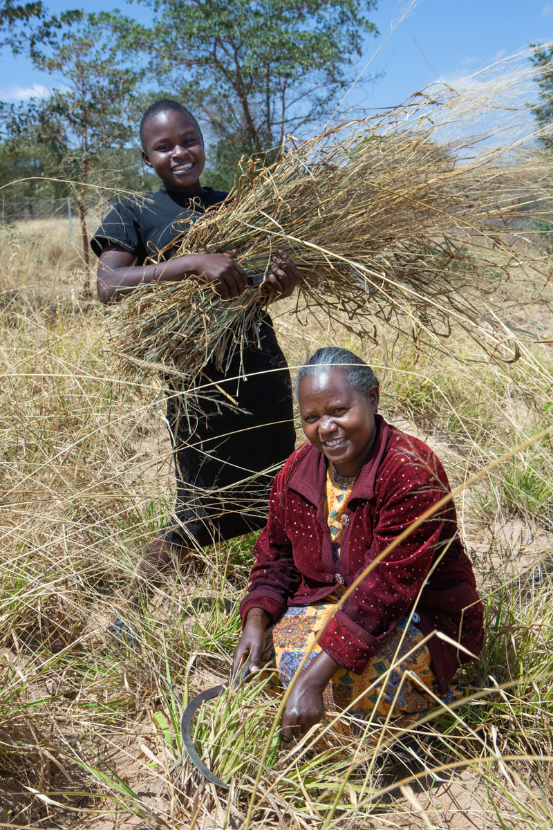 A youth farmer harvests cattle fodder with her mother.