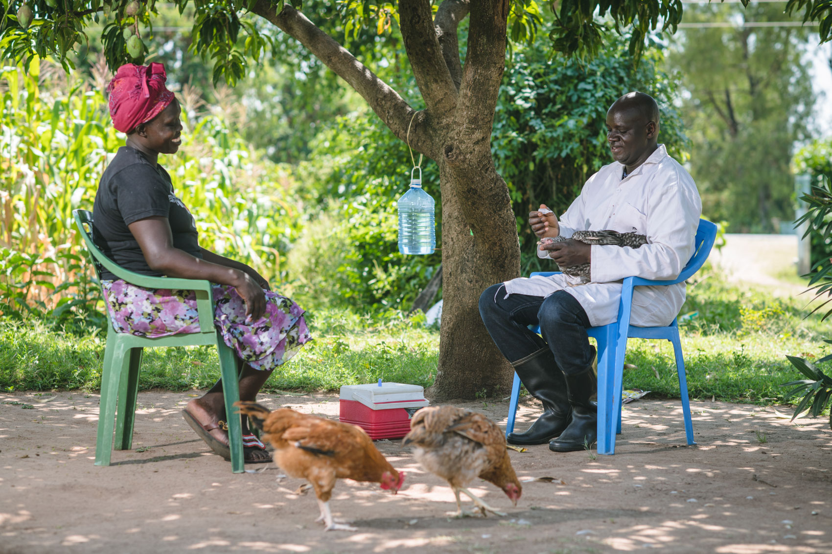 A poultry farmer sits under a tree while an extension officer vaccinates a chicken.