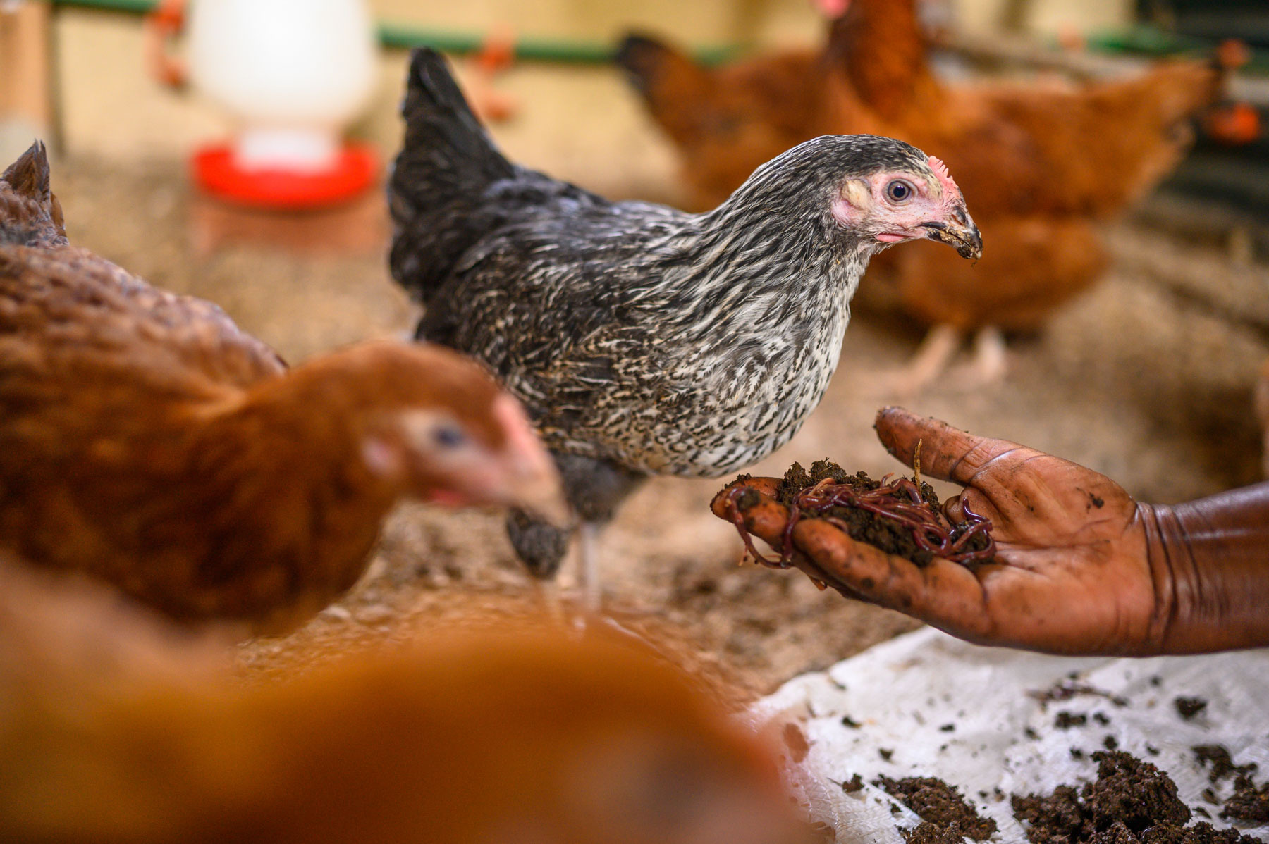 A chicken looks at worms held by a person’s hand in a poultry house.