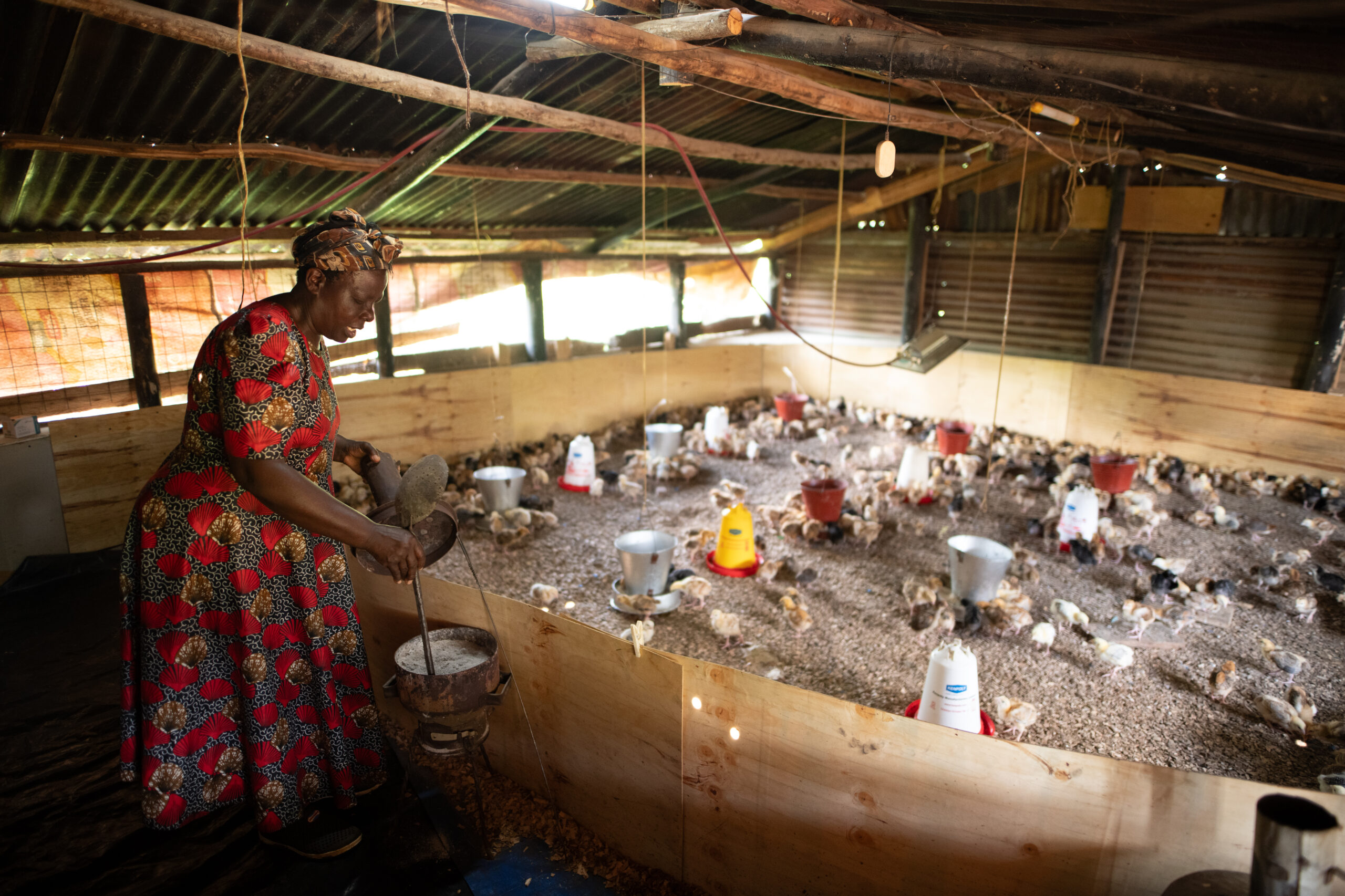 Woman tends young chicks.