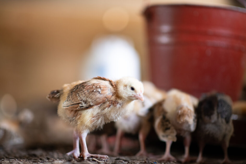 Several young chicks.