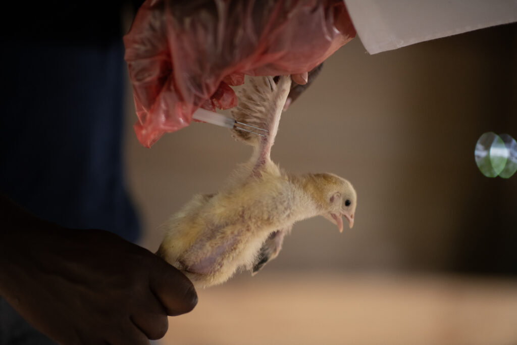 Veterinarian provides care to a chick.