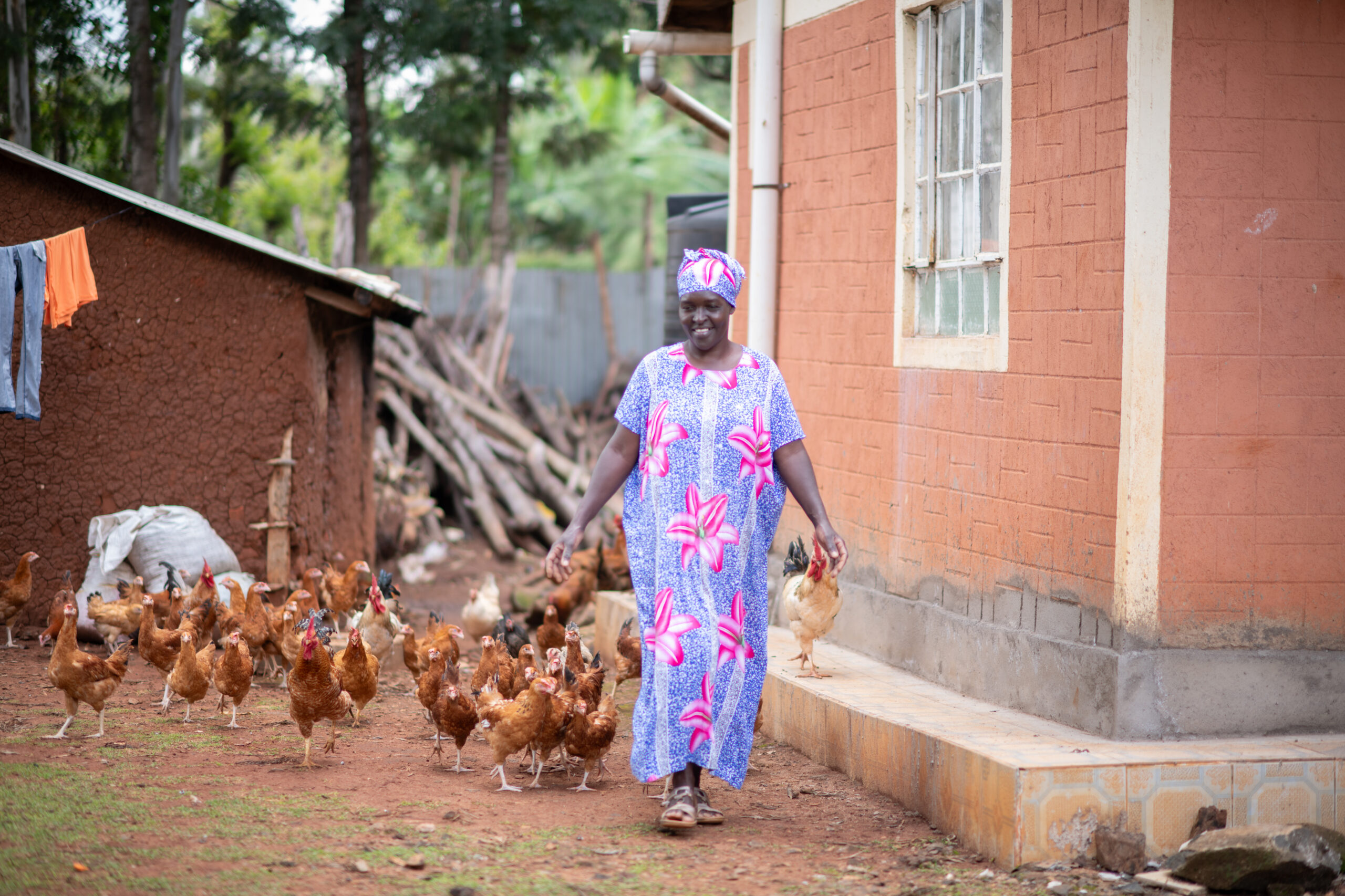 Woman walks alongside many chickens.