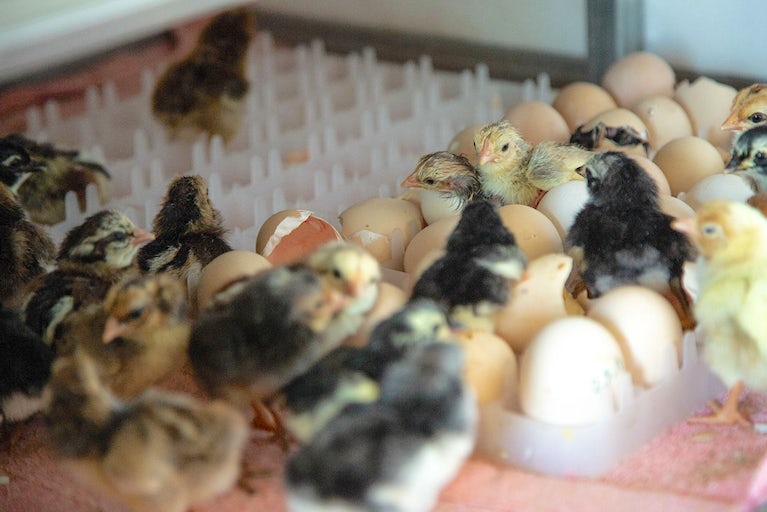 Flock of chicks.