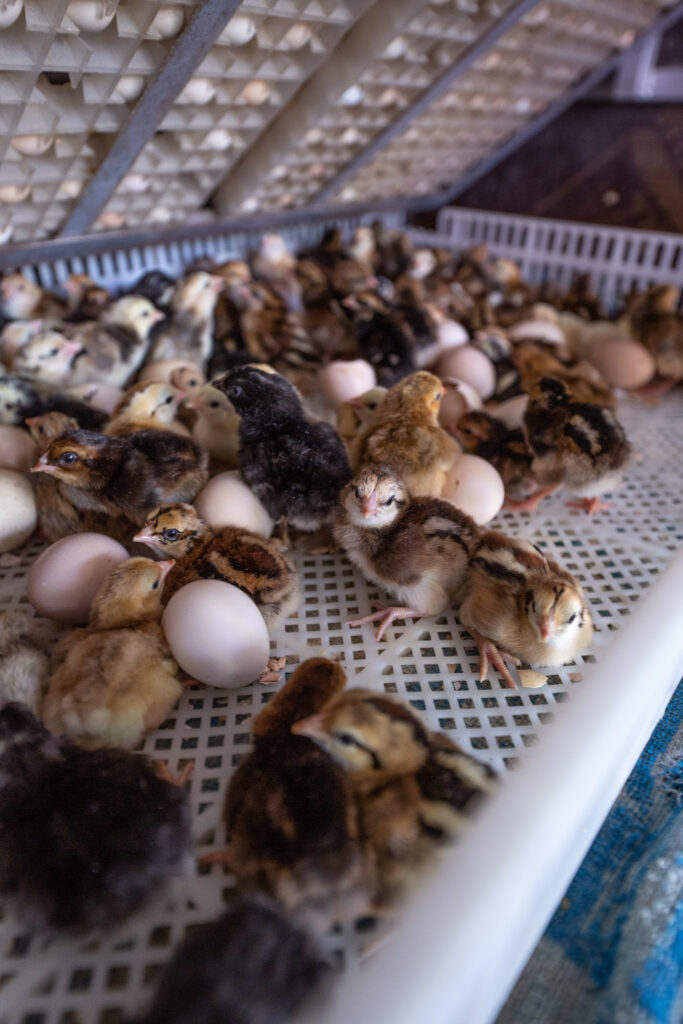 Close-up of dozens of newly hatched yellow chicks.