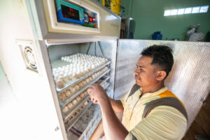 A man inspects eggs on trays inside a glowing incubator at a poultry farm.