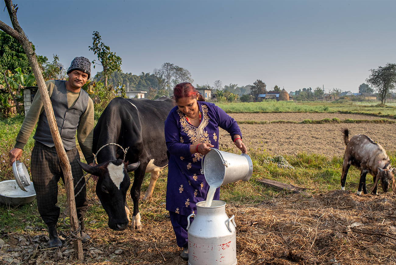 A woman pours milk into a container as a man stands next to a cow.