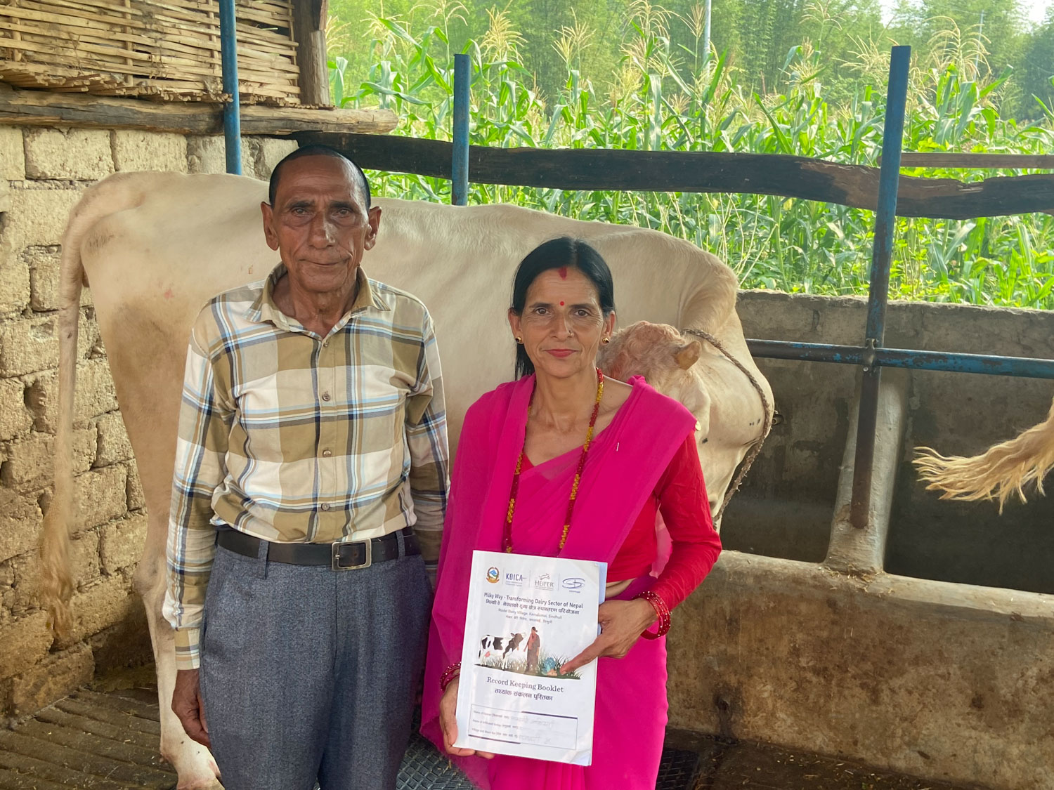 Man and woman standing in front of cows in a farm shed.