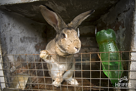Lagomorphs. Who knew? A rabbit in a pen.