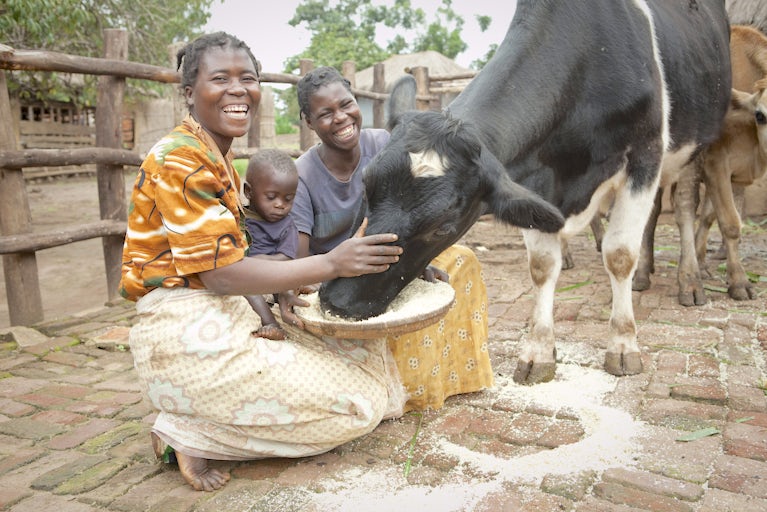 Family petting their cow while it eats grain out of a bowl.