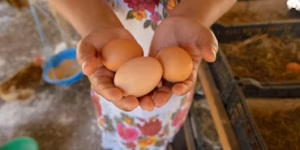 A close-up of a woman's hands holding eggs.