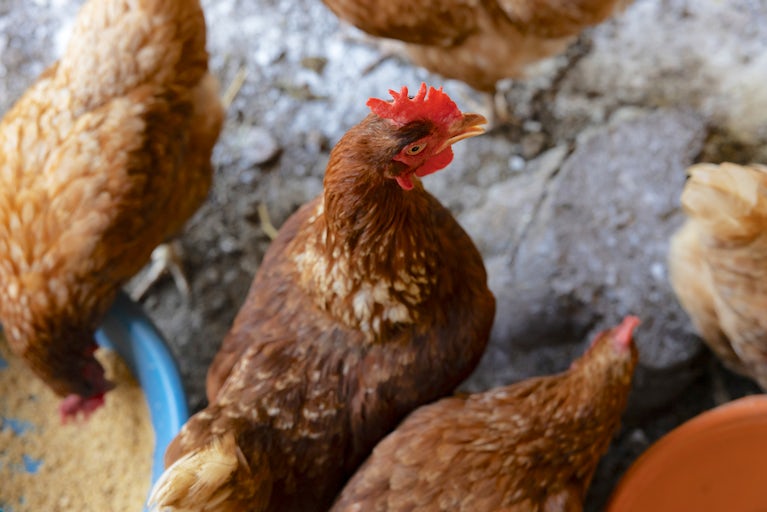 Chickens.