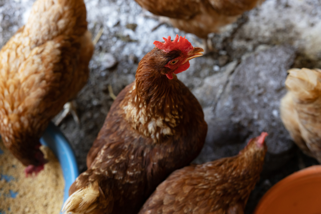 A flock of chickens.