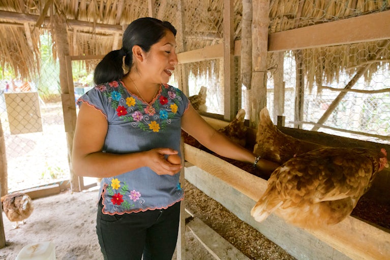 A woman in a colorful embroidered blouse tends to her hens in a rustic chicken coop.