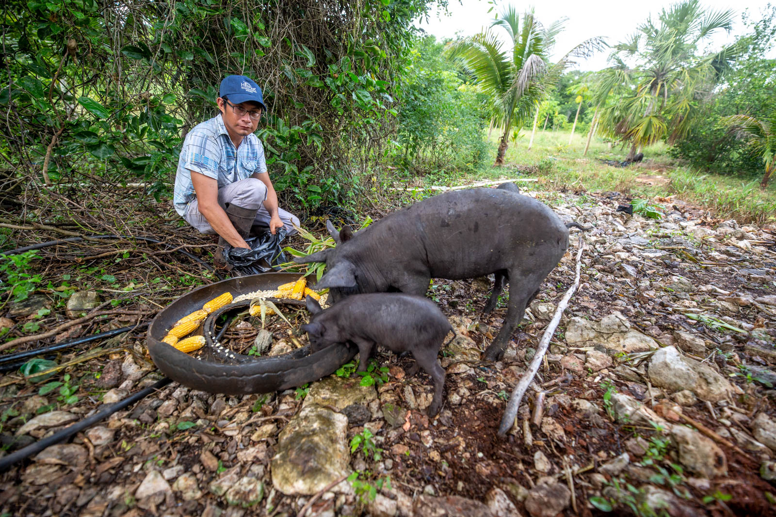 A man crouches in a cornfield and feeds two black pigs from a shallow trough.