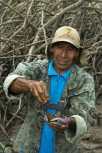 A man holds a crab he has harvested from mangrove pools.