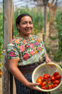 A woman smiles at the camera, holding a basket of tomatoes she harvested from her greenhouse in Guatemala 