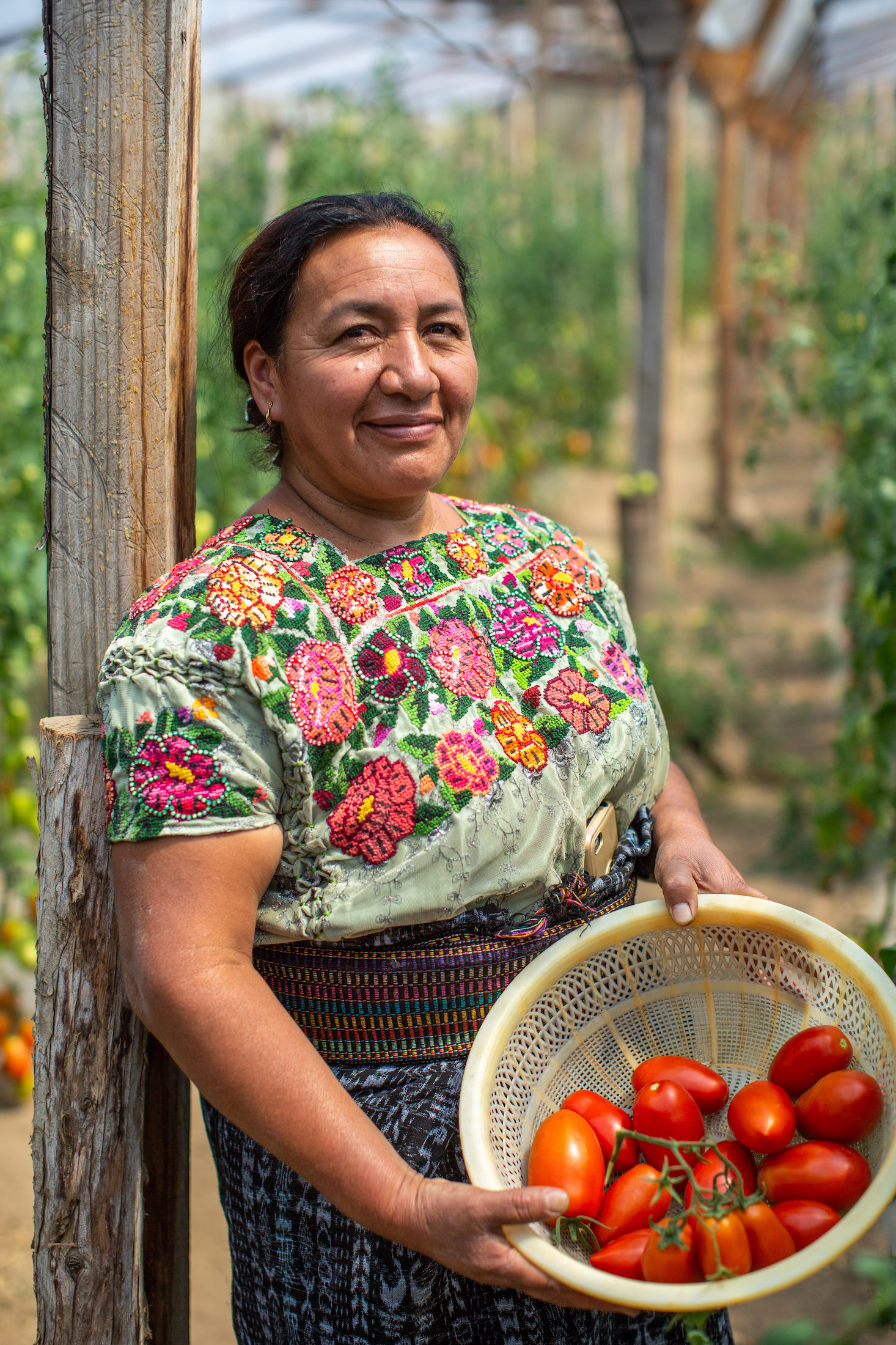 A woman smiles at the camera, holding a basket of tomatoes she harvested from her greenhouse in Guatemala