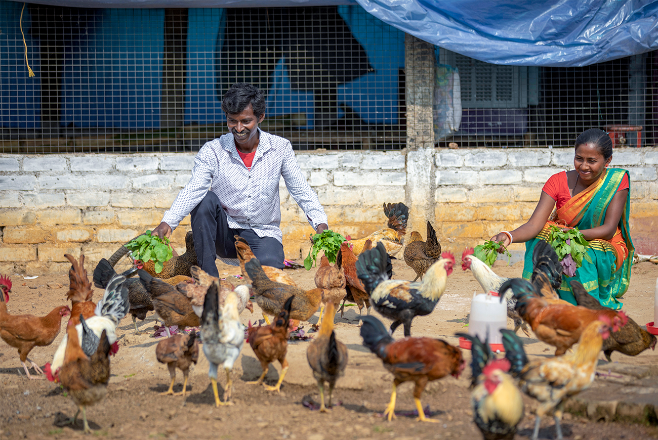 A man and woman crouch down to feed a flock of chickens.