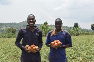 Two Ugandan farmers stand in their tomato field.