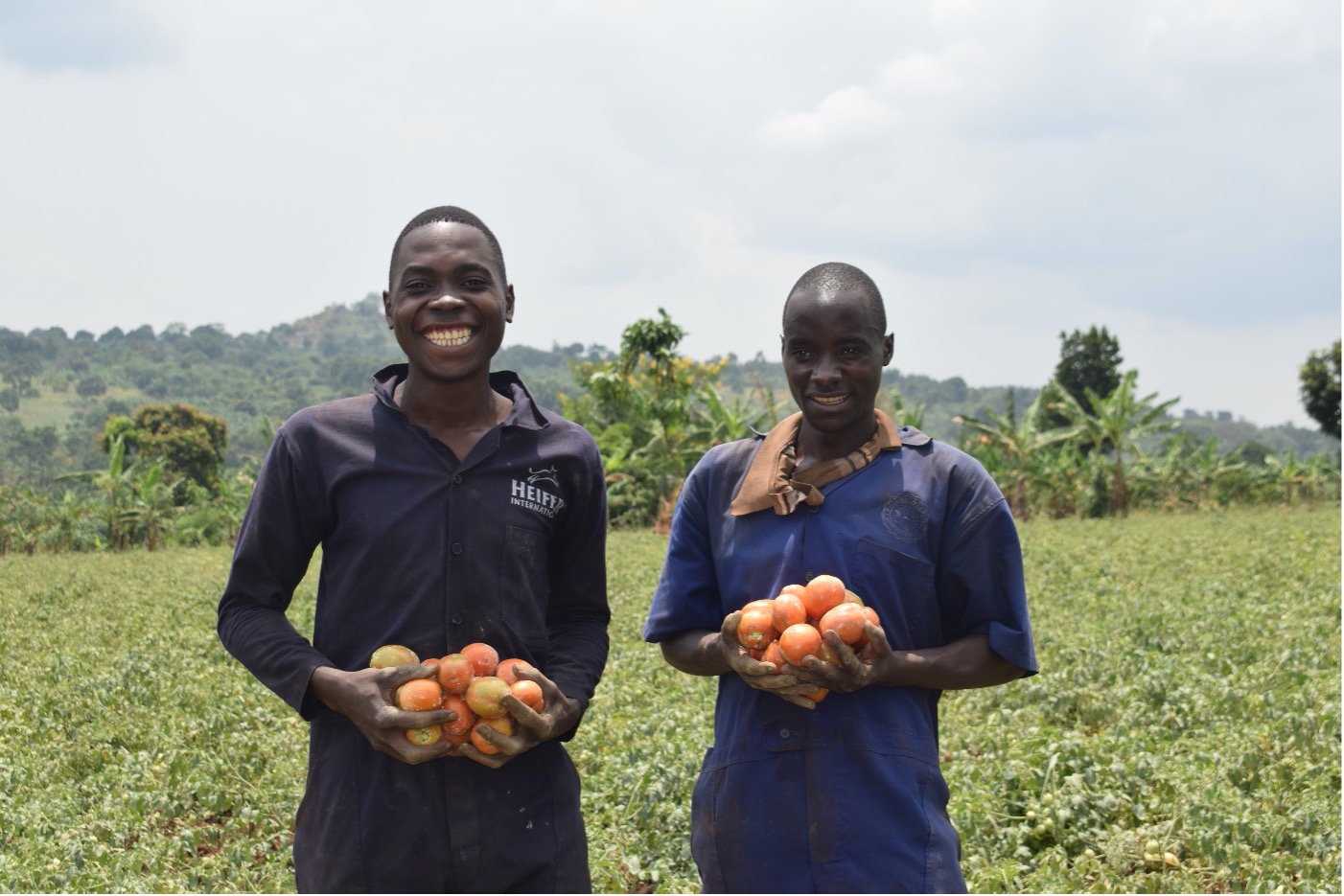 Two Ugandan farmers stand in their tomato field.