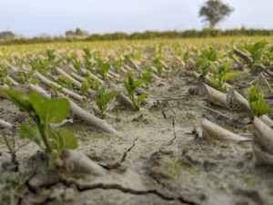 A close up shot of seedlings in a field.