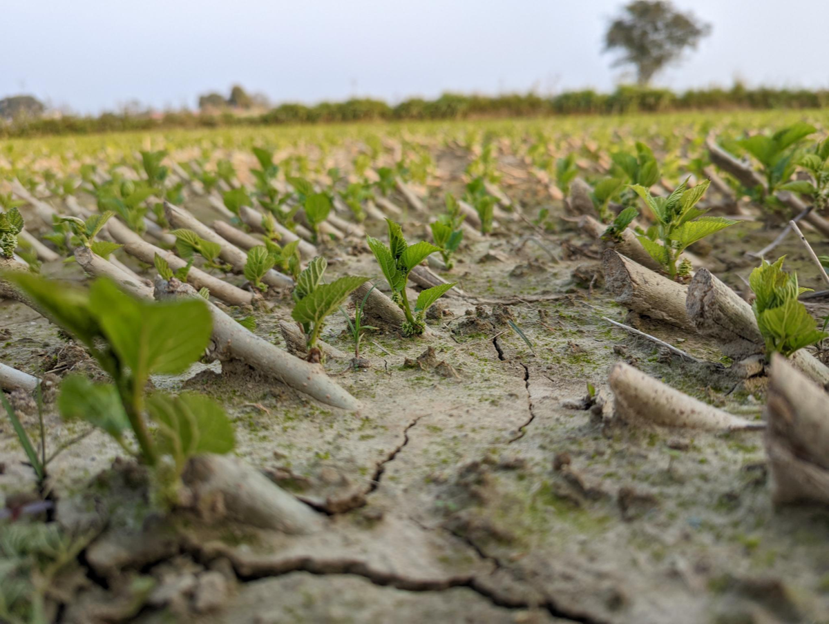 A close up shot of seedlings in a field.