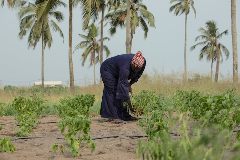 Woman tends to her field.