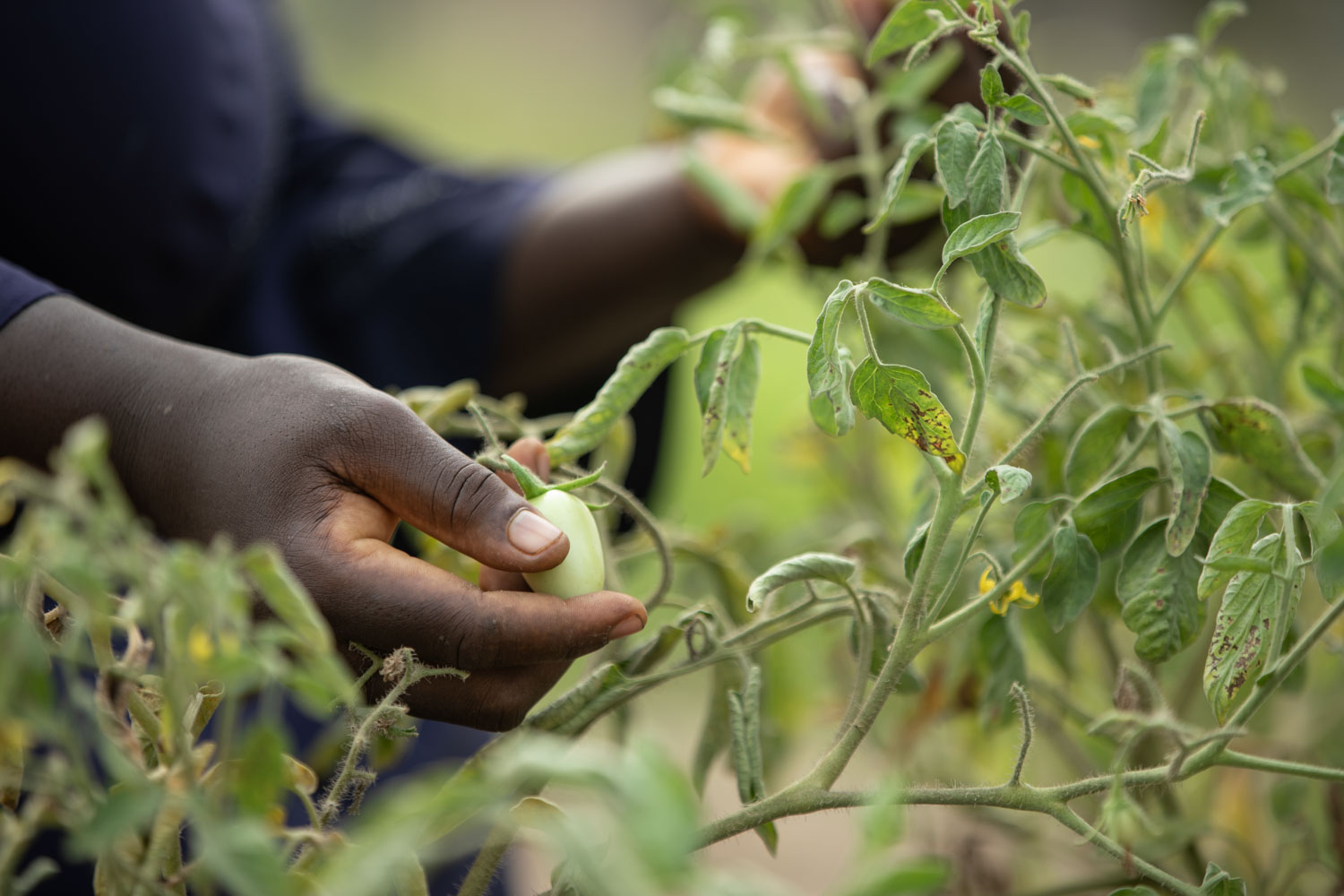 A woman's hands tend her crop of tomatoes.