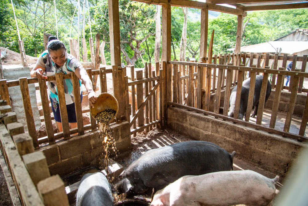 A female farmer feeding pigs in a sty.