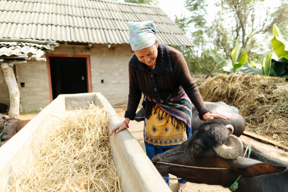 A woman feeding grass to a buffalo.